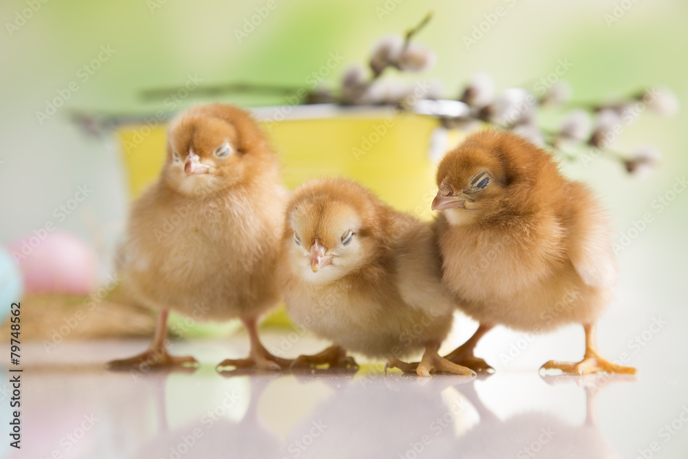 Fototapeta premium Brown chick