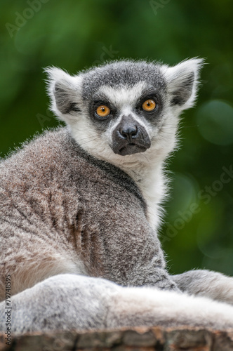 Portrait of a Lemur at closeup © neurobite