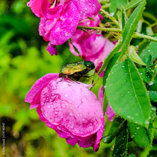 closeup of cockchafer sitting on a pink flower rose with raindro photo