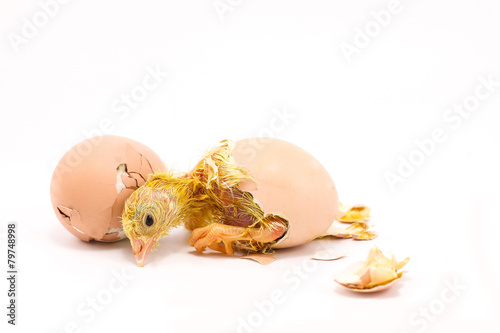 The chicks were hatch from an egg.