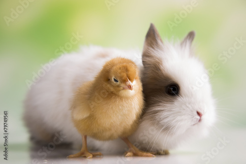 Happy Easter. Chickens in bunny