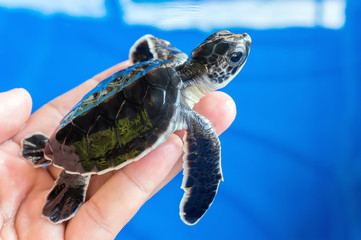 Sierkussen Schildpad Pasgeboren schildpadje in mensenhand  © Mohamad Zaki
