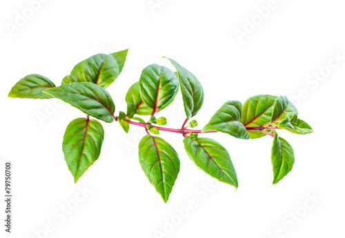 green twig of fuchsia with red vein  is isolated on white backgr