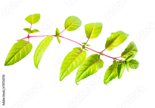 fresh green twig of fuchsia with long leaves is isolated on whit