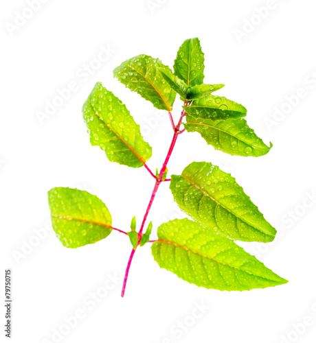 fresh green twig of fuchsia with dew on long leaves is isolated
