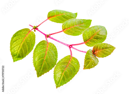 fresh green twig of fuchsia with dew is isolated on white backgr