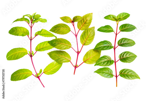 three different fresh green twigs of fuchsia is isolated on whit