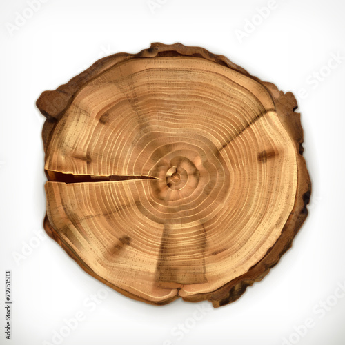 Tree stump, round cut with annual rings vector