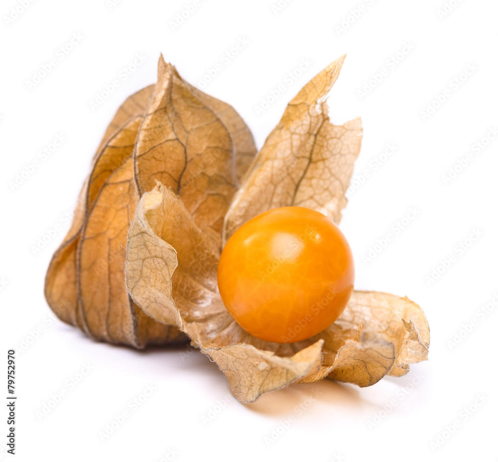 physalis physalis