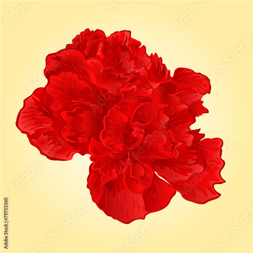 Red hibiscus tropical flowers vector