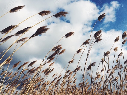 Cloudy sky photo