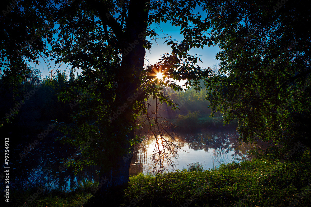 Obraz premium beautiful green forest