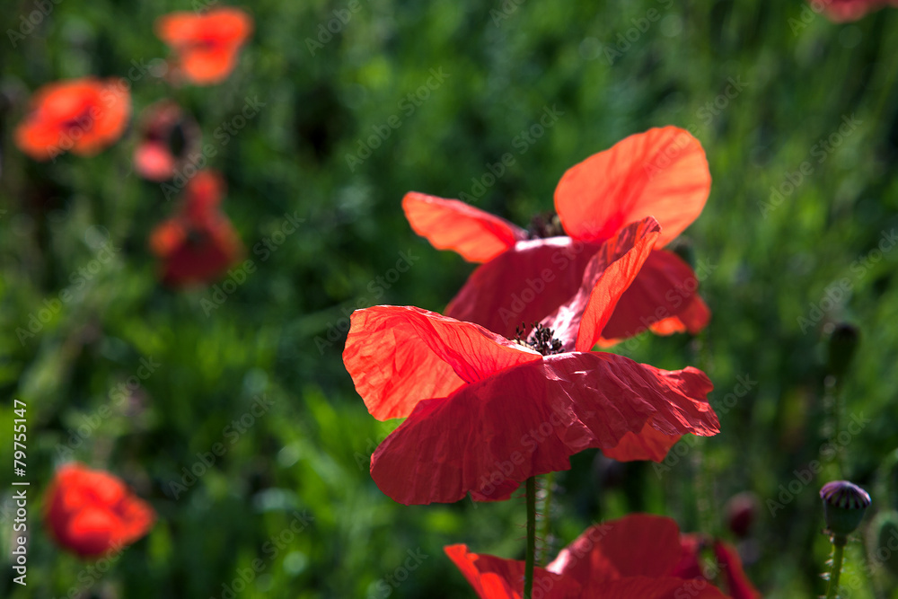 Fototapeta premium red poppy field
