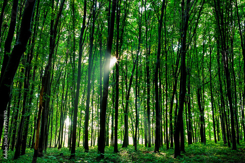 Fototapeta Naklejka Na Ścianę i Meble -  beautiful green forest