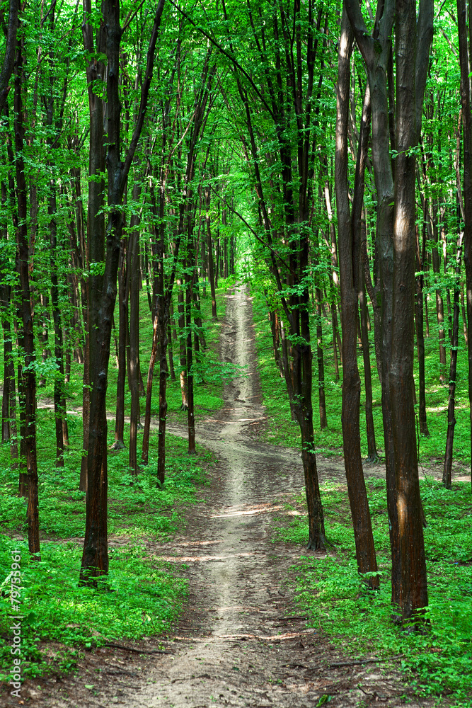 Fototapeta premium piękny zielony las