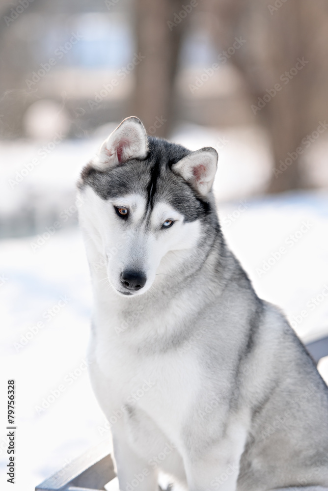 purebred husky in winter