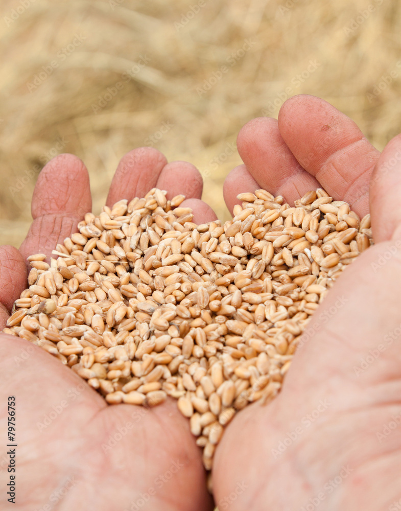 Old woman hand with seeds and wheat land Old woman hand with seeds and wheat land