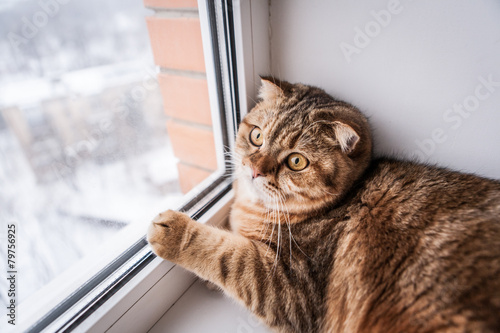 Wallpaper Mural Scottish fold red cat playing Torontodigital.ca