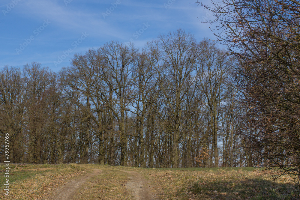trees in spring trees in spring