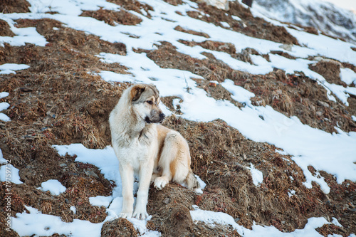 Surefire Svan dog in the mountains of Caucasus photo