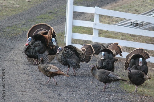 Wild Turkey five toms and hens