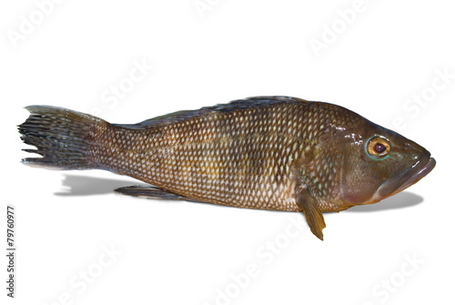 Φωτογραφία Fresh black sea bass (with clipping path) on white background