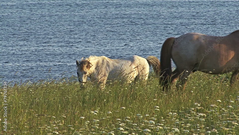 Wild Horses grazing on the meadow, sea background Wild Horses grazing on the meadow, sea background