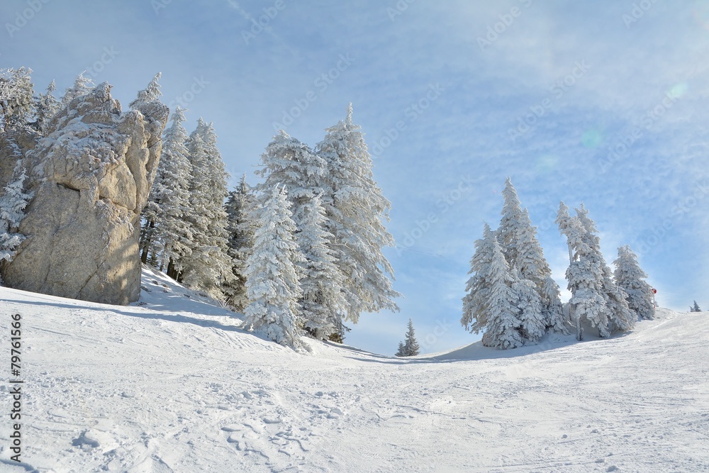 Obraz premium Ski slope and snow covered trees