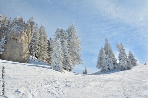 Ski slope and snow covered trees