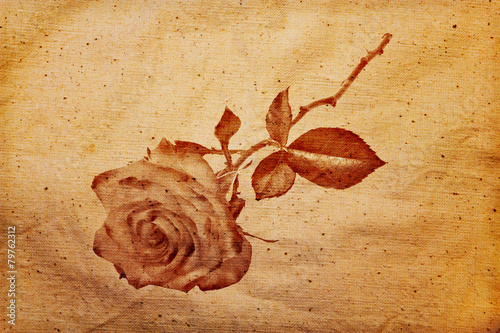 Silhouette of rose