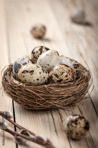 Quail eggs in the nest