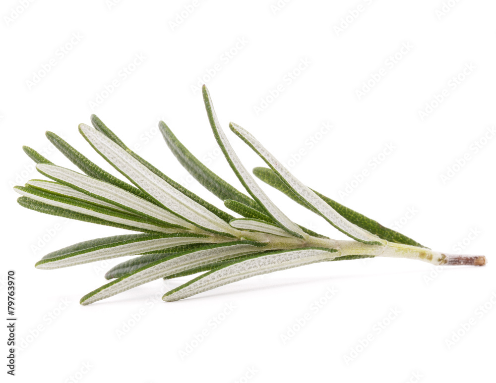 Fototapeta premium rosemary herb spice leaves isolated on white background cutout