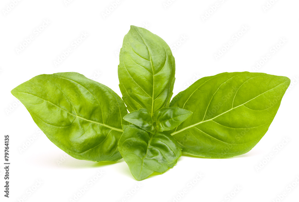 Obraz premium Sweet basil leaves