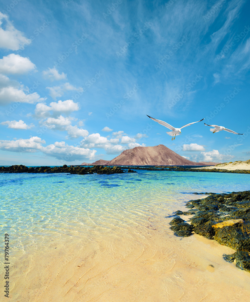 Naklejka premium Wild seashore in Fuerteventura