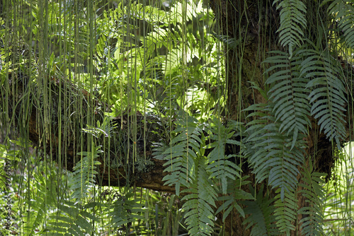 Luz e sombra do verde das folhagens