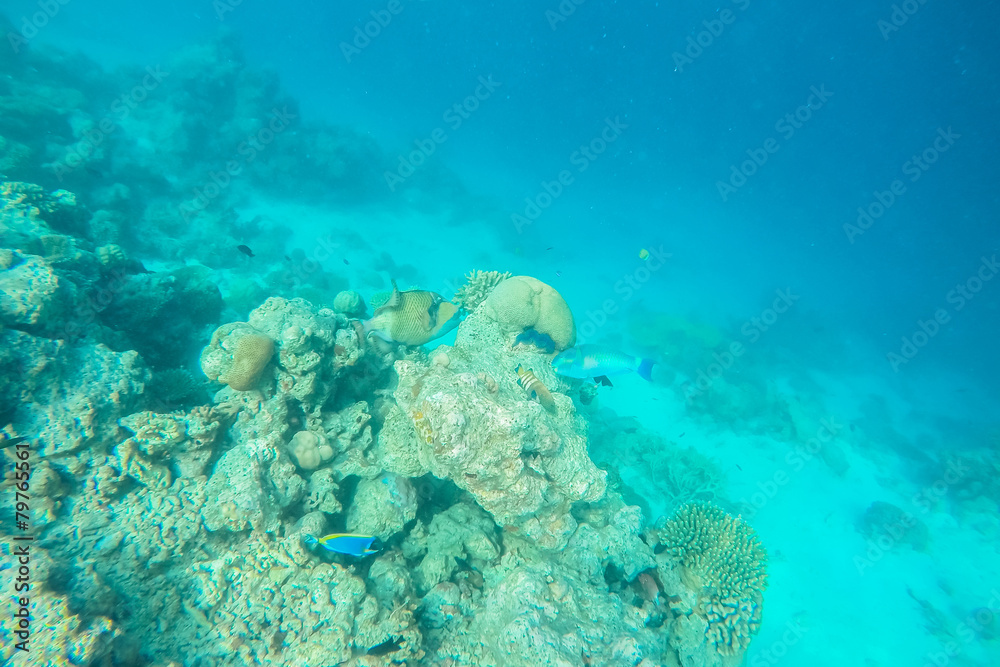 Fototapeta premium exotic marine life near Maldives island