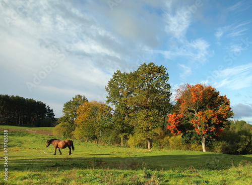 Horses on the meadow