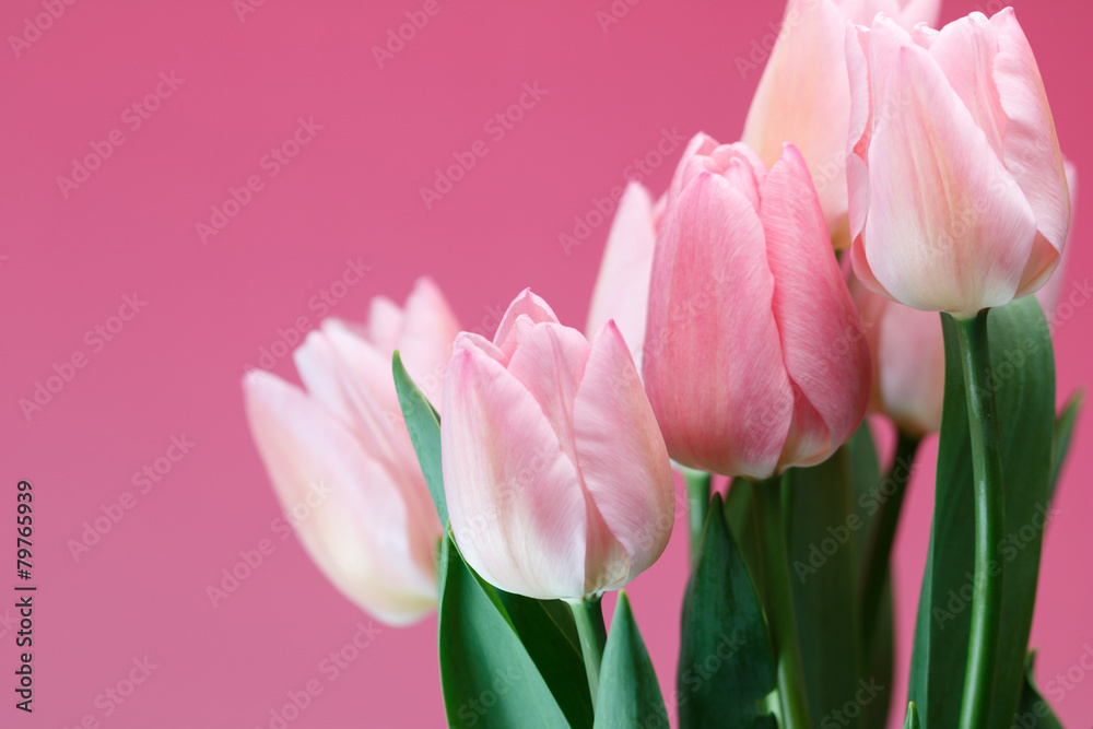 Fototapeta premium Tulipany