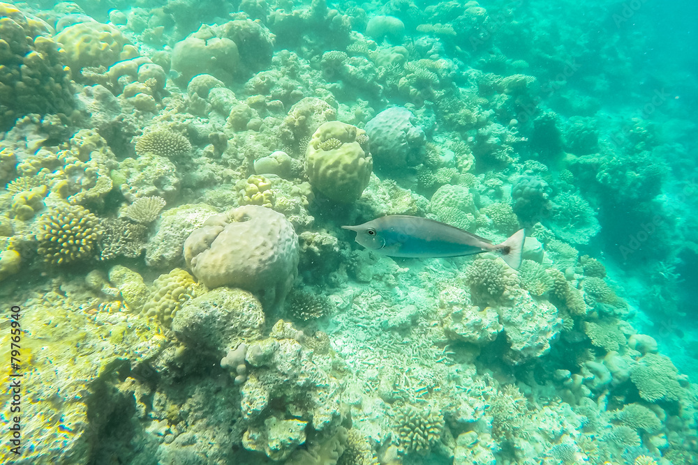 exotic marine life near Maldives island