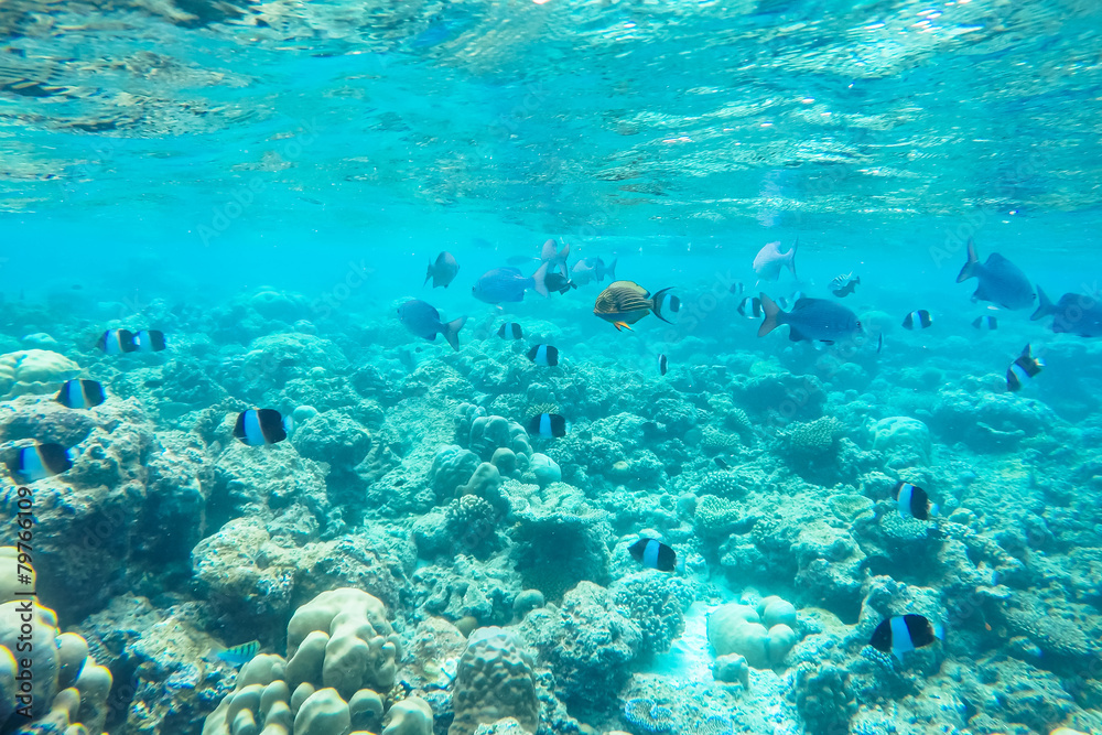 exotic marine life near Maldives island