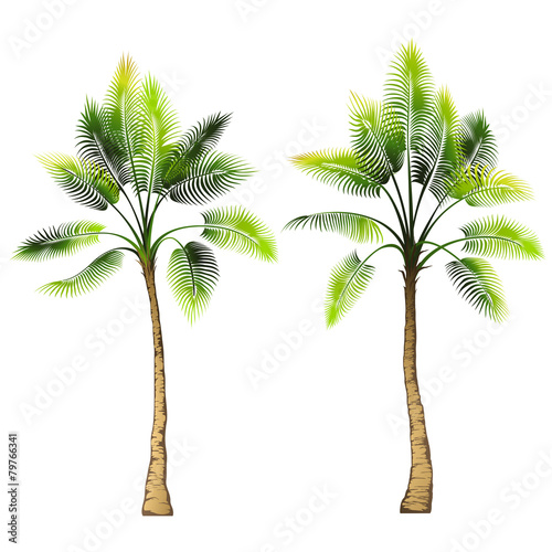 Palm tree