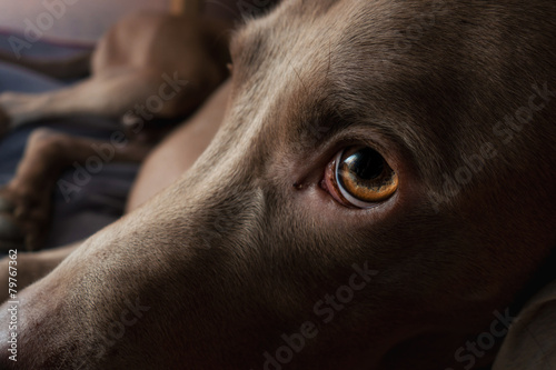 Fotografía Cane di razza Weimaraner