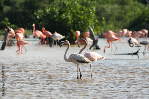 Pink flamingos in their natural habitat