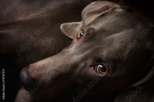 Obraz na płótnie Cane di razza Weimaraner