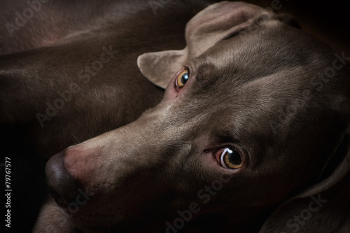 Cane di razza Weimaraner