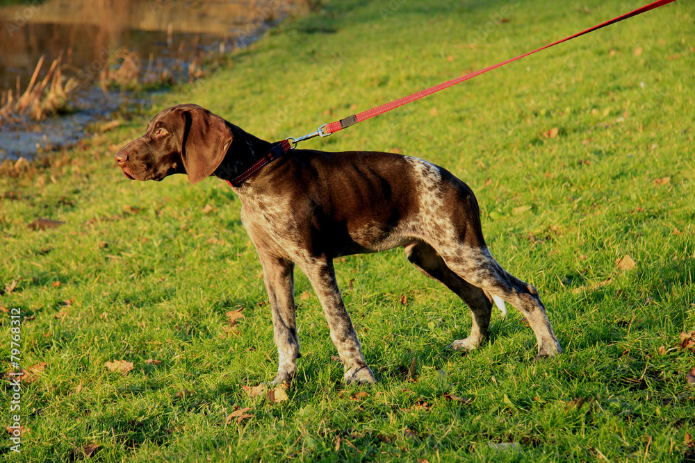 German Shorthaired Pointer puppy German Shorthaired Pointer puppy