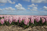 Hyacints on a field