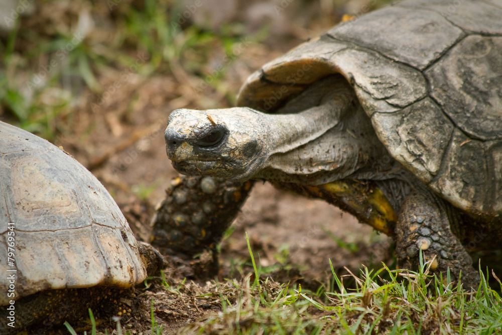 Obraz premium Turtle in Ecuador