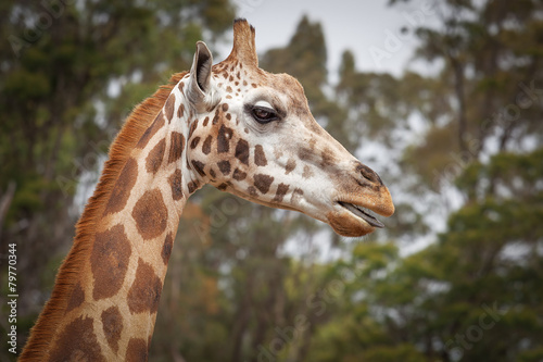Girafe Portrait