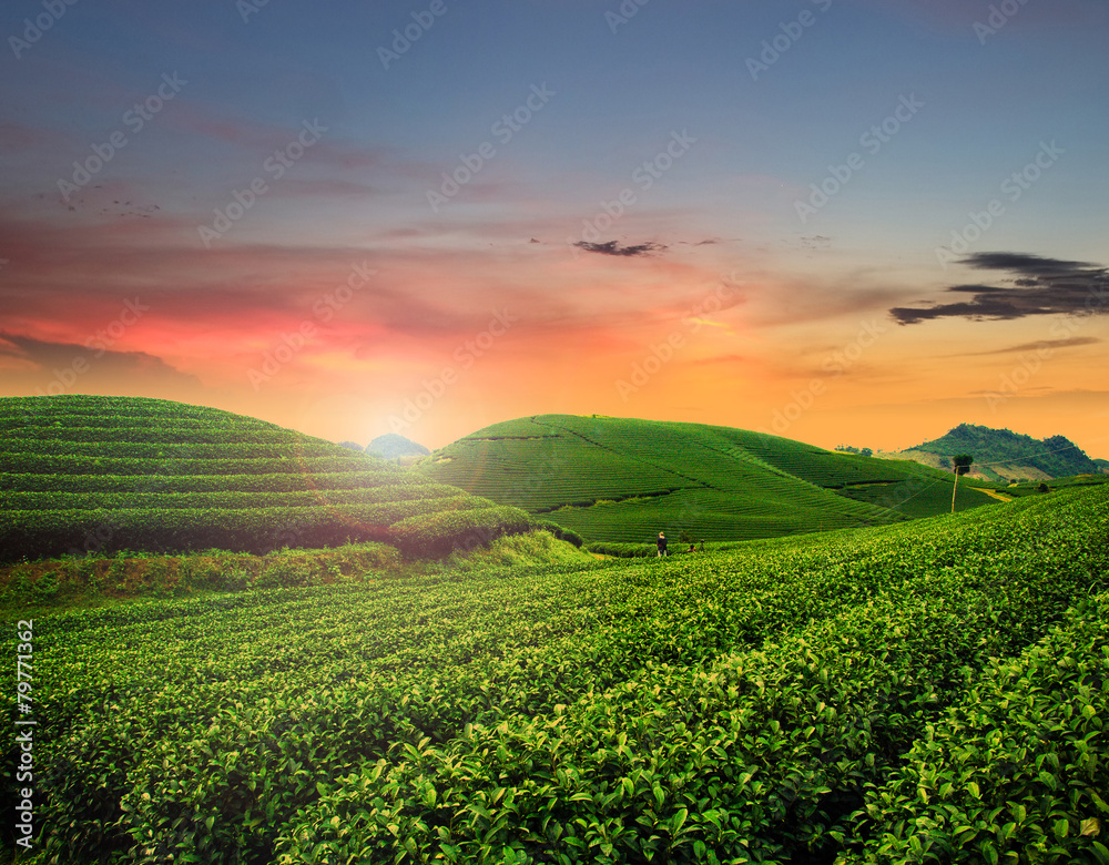 Tea hills in sunset, Son La province in Vietnam
